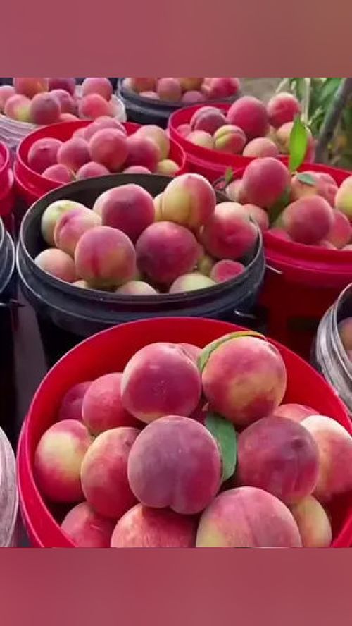 無脊椎動物？當心這水果里的“不速之客”！——談優質應季水果的選購與處理