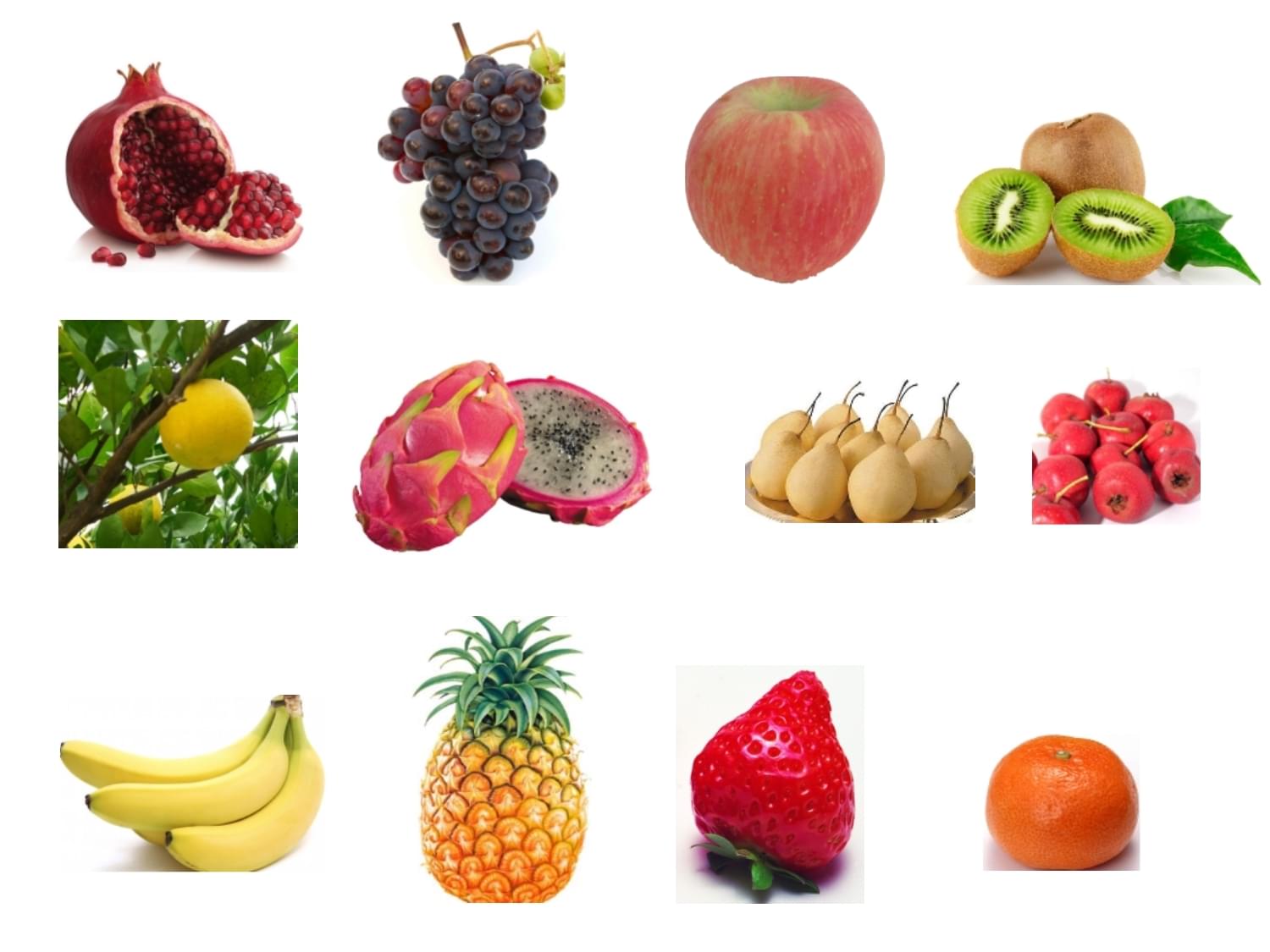 自然界中的繽紛盛宴 從多彩水果到無脊椎動物的奇妙世界