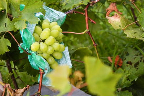 汕尾鄉(xiāng)村旅游新風(fēng)尚 這才是農(nóng)村的正確打開(kāi)方式