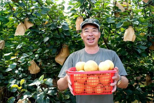 福建永定臺(tái)灣脆梨豐收上市，生態(tài)農(nóng)業(yè)守護(hù)無(wú)脊椎動(dòng)物多樣性