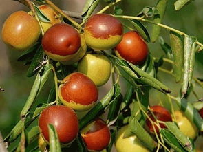 滄州林果香飄遠(yuǎn) 品牌引領(lǐng)產(chǎn)業(yè)興——解讀河北十大林果品牌中的滄州特產(chǎn)